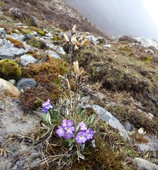 Primula megalocarpa