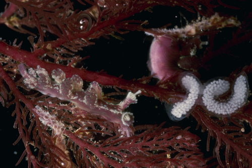 Hancockia uncinata