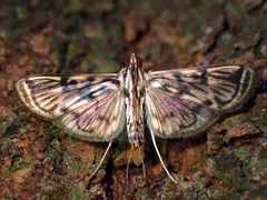 Rhimphalea