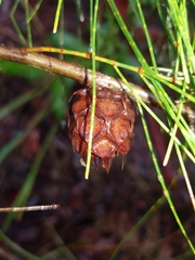 Cylindrococcus spiniferus