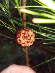 Cylindrococcus spiniferus