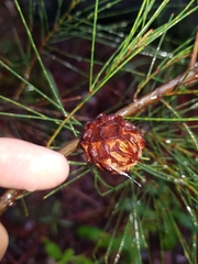 Cylindrococcus spiniferus