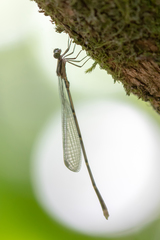 Labidiosticta vallisi