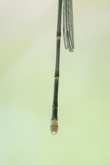 Labidiosticta vallisi