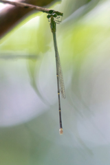 Labidiosticta vallisi