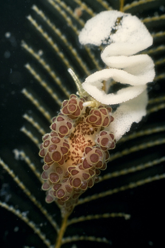 Doto floridicola