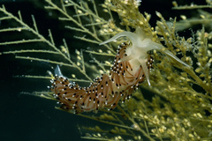Caloria elegans
