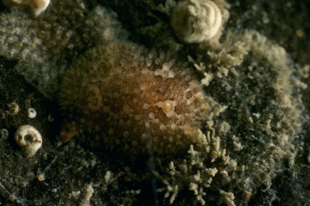 Atalodoris sparsa