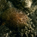 Atalodoris sparsa - Photo (c) Bernard Picton, some rights reserved (CC BY), uploaded by Bernard Picton