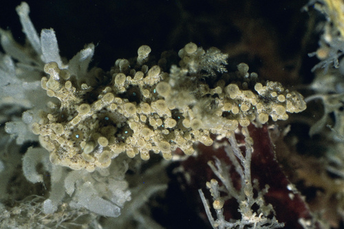 Aegires punctilucens