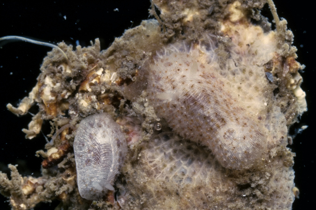 Onchidoridoidea