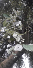 Populus alba