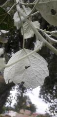 Populus alba
