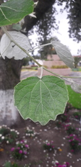 Populus alba