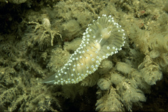 Antiopella cristata