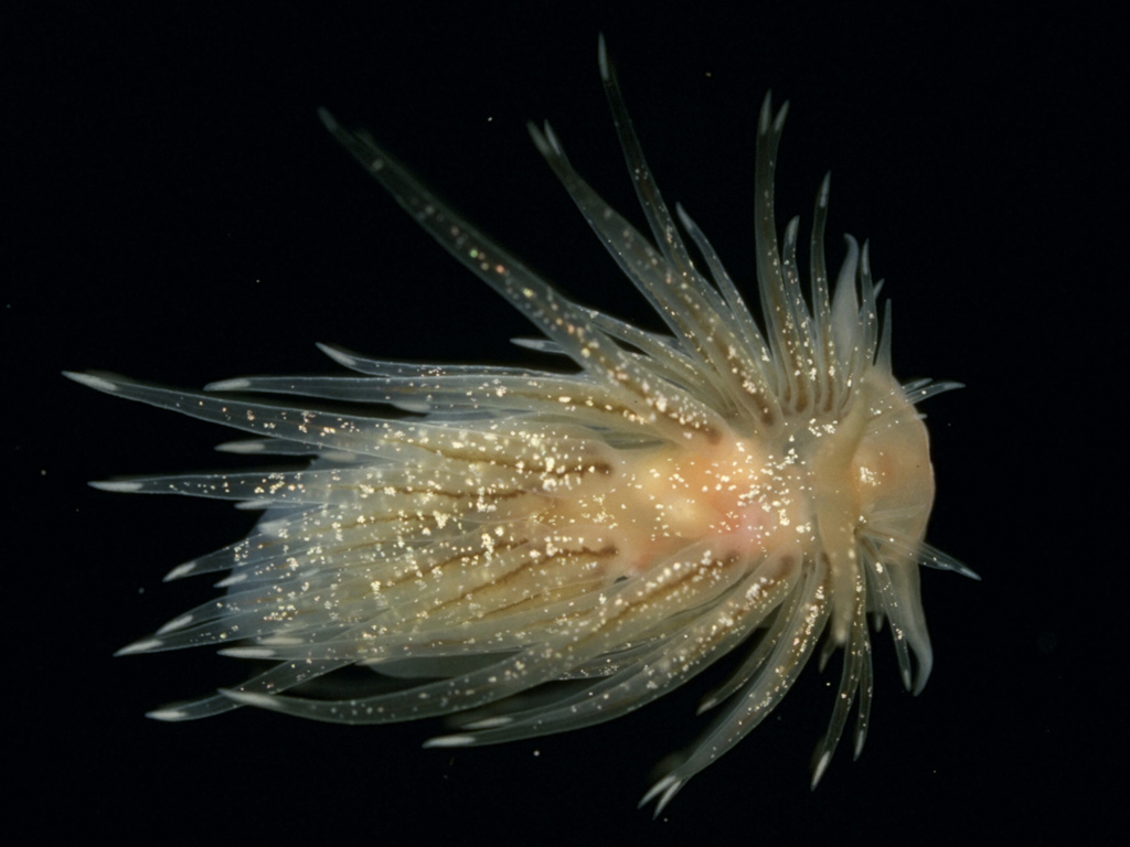 Polyp Aeolis