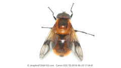 Volucella jeddona