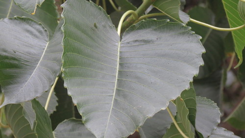 Image of Hura polyandra by no rights reserved