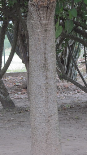 Image of Hura polyandra by no rights reserved