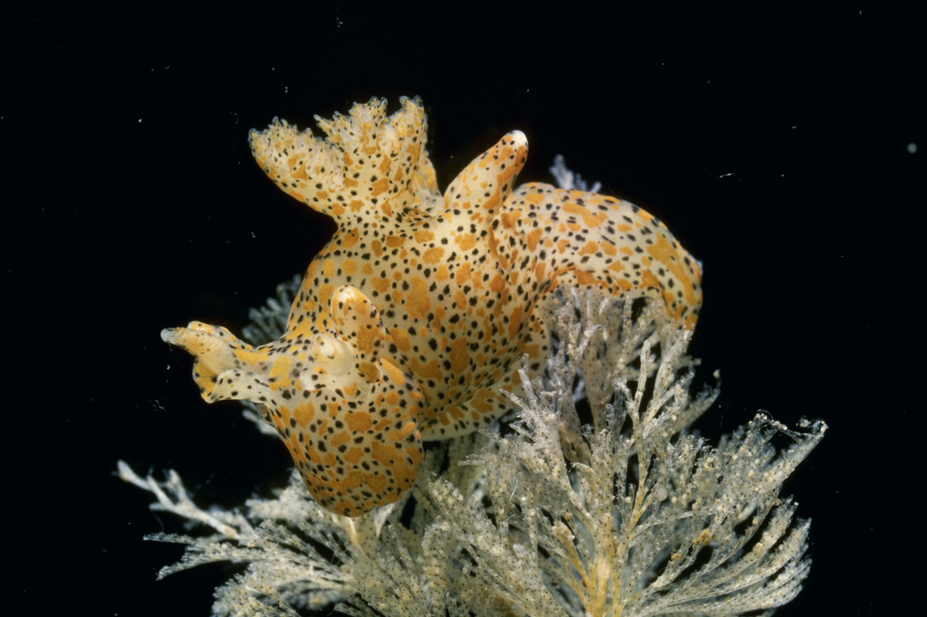 thecacera