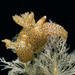 Thecacera pennigera - Photo (c) Bernard Picton,  זכויות יוצרים חלקיות (CC BY), הועלה על ידי Bernard Picton