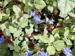 Ceratostigma