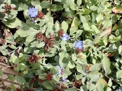 Ceratostigma