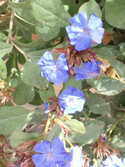 Ceratostigma