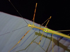 Anarchodes annulipes