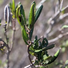Comarostaphylis diversifolia diversifolia