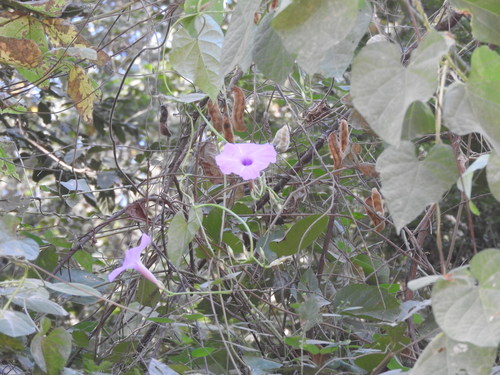 Image of Ipomoea splendor by (c) Alexis López Hernández, some rights reserved (CC BY)