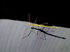 Anarchodes annulipes
