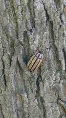 Kuschelina nigrovittata