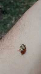 Kuschelina nigrovittata