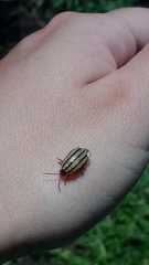 Kuschelina nigrovittata