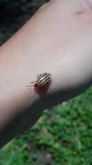 Kuschelina nigrovittata