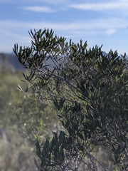 Comarostaphylis diversifolia diversifolia