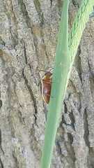 Kuschelina nigrovittata