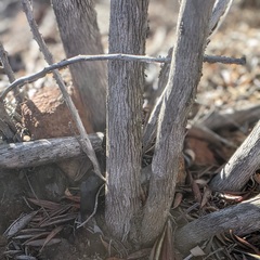 Comarostaphylis diversifolia diversifolia