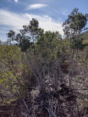 Comarostaphylis diversifolia diversifolia