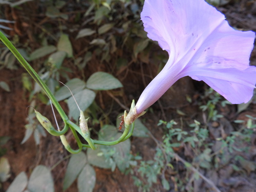 Image of Ipomoea splendor by (c) Alexis López Hernández, some rights reserved (CC BY)
