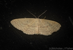 Idaea eretmopus