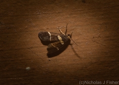 Thallarcha phalarota