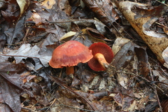 Cortinarius sanguineus