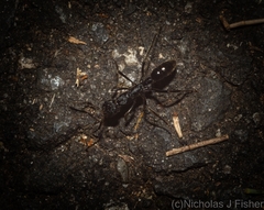 Leptogenys sjostedti