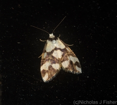 Thallarcha staurocola