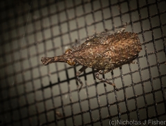 Eurinopsyche obscurata