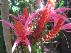 Aphelandra sinclairiana