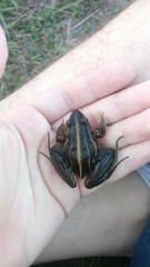 Leptodactylus gracilis