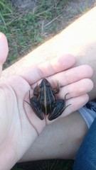 Leptodactylus gracilis